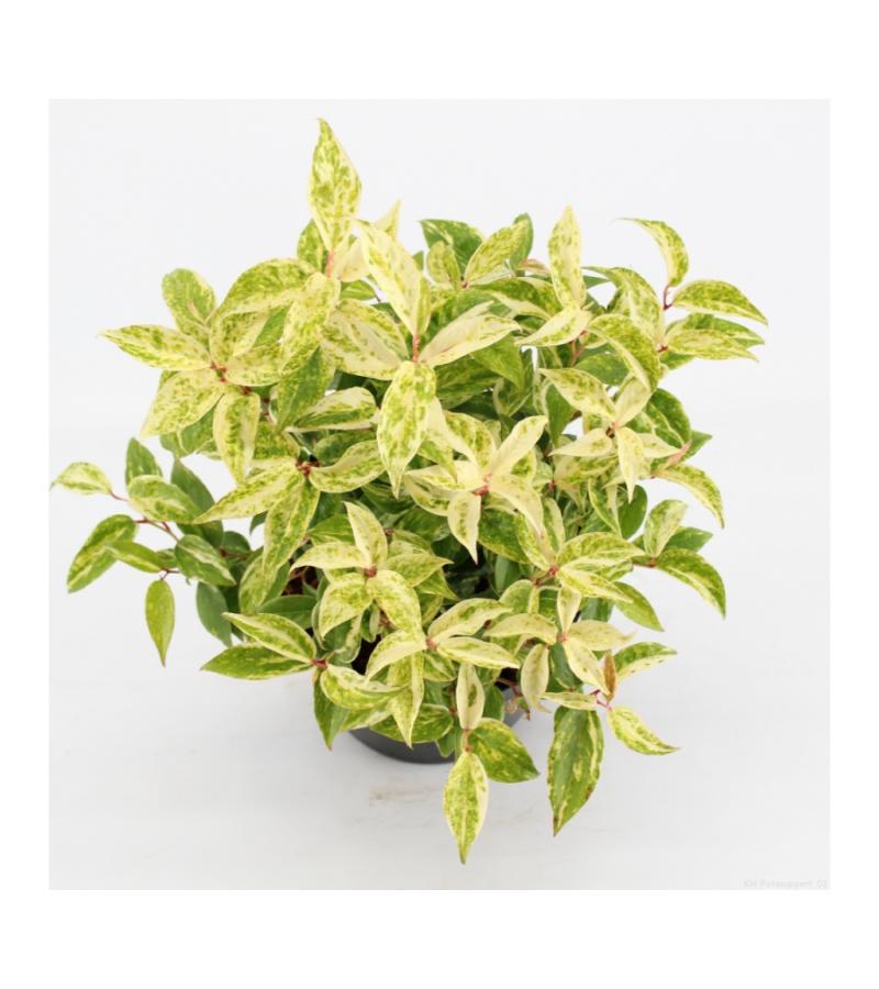 Druifheide (Leucothoe fontanesiana “Makijaz” PBR) heester