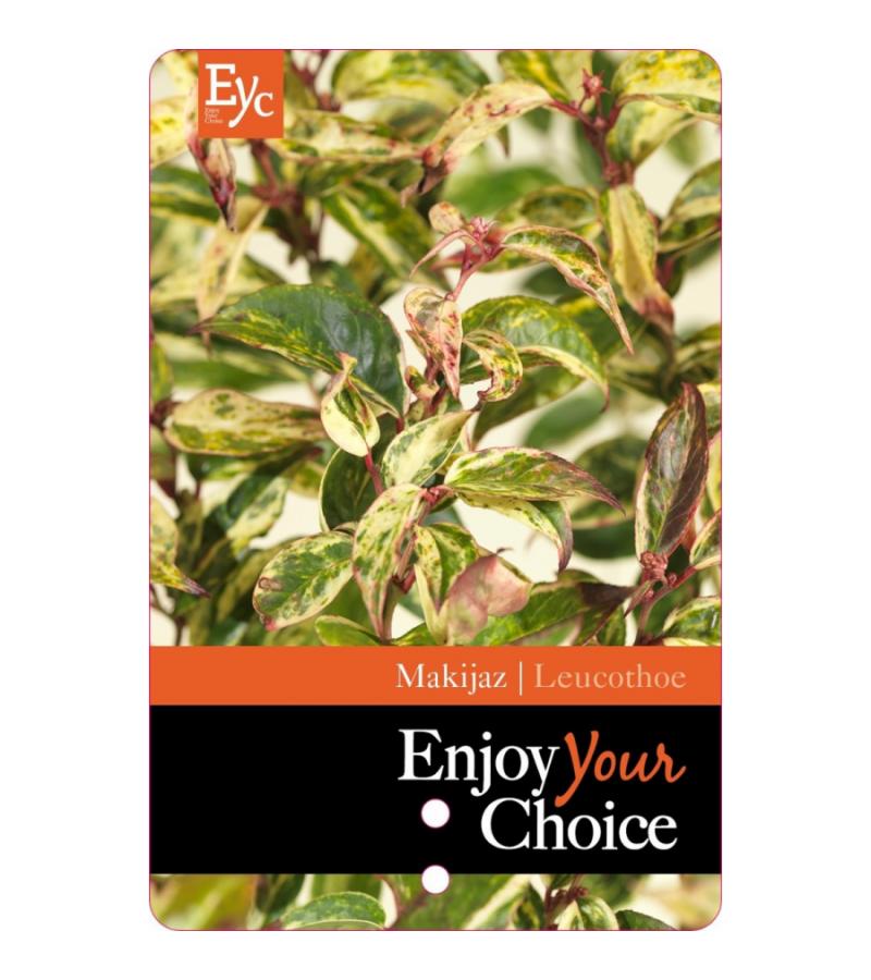 Druifheide (Leucothoe fontanesiana “Makijaz” PBR) heester