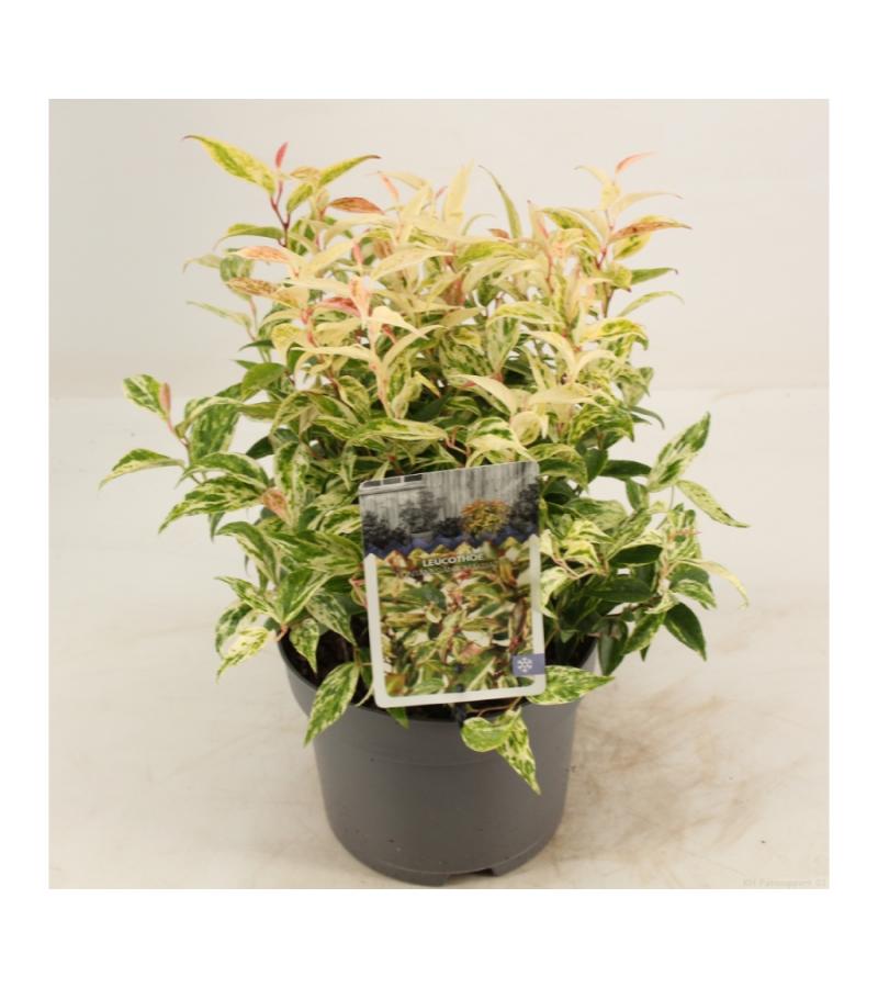 Druifheide (Leucothoe fontanesiana “Makijaz” PBR) heester