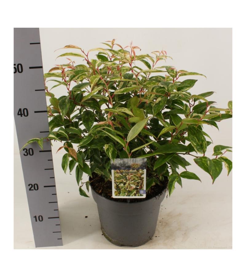 Druifheide (Leucothoe fontanesiana “Makijaz” PBR) heester