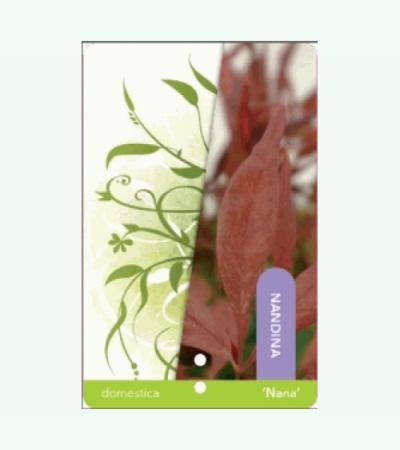 Hemelse bamboe (Nandina domestica &ldquo;Nana&rdquo;) heester