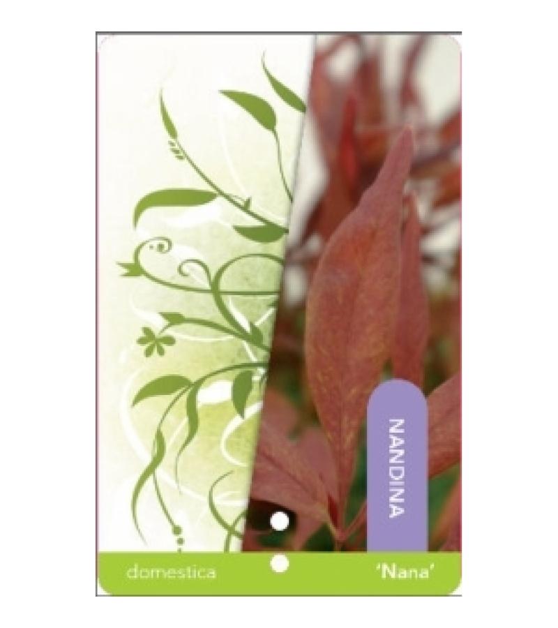 Hemelse bamboe (Nandina domestica &ldquo;Nana&rdquo;) heester