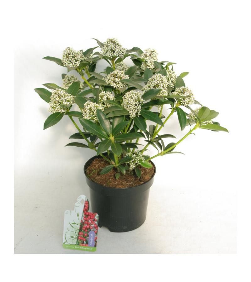 Skimmia (Skimmia Japonica “Red Riding Hood”) heester