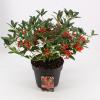 Skimmia (Skimmia Japonica “Red Riding Hood”) heester
