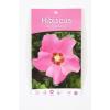 Hibiscus syriacus Pink Giant