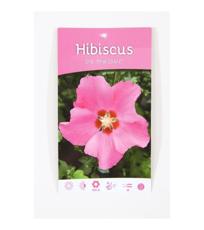 Hibiscus syriacus Pink Giant