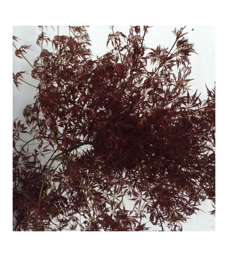 Japanse esdoorn (Acer palmatum "Ornatum") heester