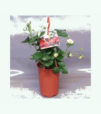 Aardbei (Fragaria Fragoo)