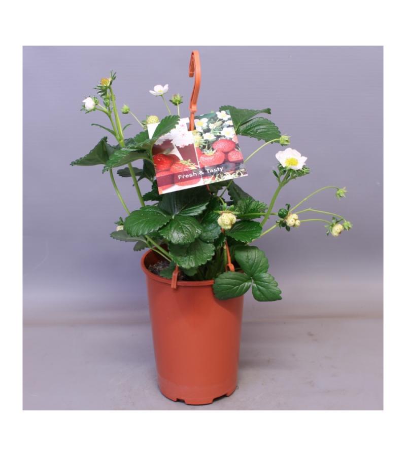Aardbei (Fragaria Fragoo)