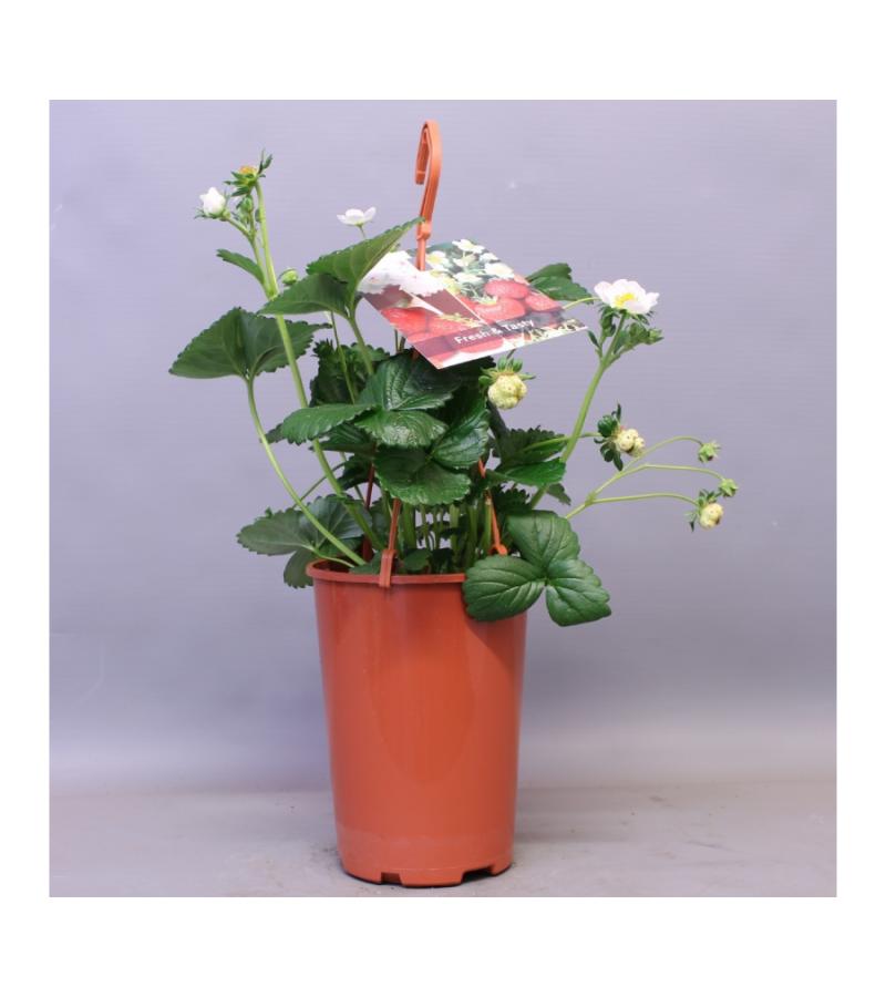 Aardbei (Fragaria Fragoo)