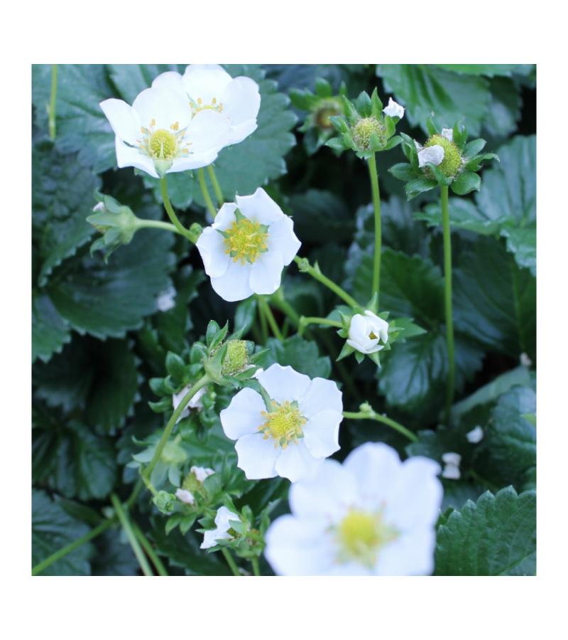 Aardbei (Fragaria Fragoo)