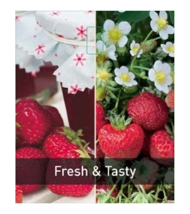 Aardbei (Fragaria Fragoo)