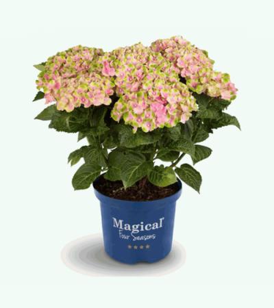 Hydrangea Macrophylla "Magical Amethyst Roze"® boerenhortensia
