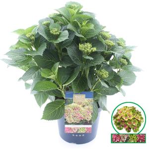Hydrangea Macrophylla Magical Amethyst Roze® boerenhortensia - 40-50 cm - 1 stuks
