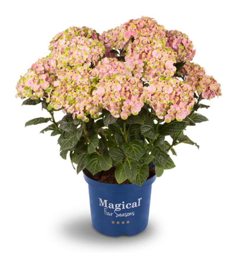 Hydrangea Macrophylla "Magical Coral Pink"® boerenhortensia
