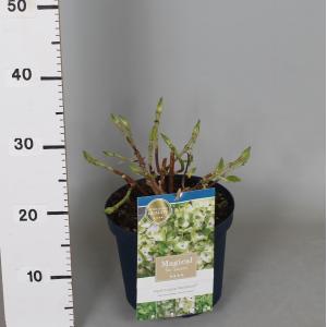 Hydrangea Macrophylla "Magical Noblesse"® boerenhortensia