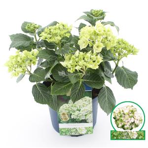 Hydrangea Macrophylla Magical Noblesse® boerenhortensia 30-40 cm 1 stuks