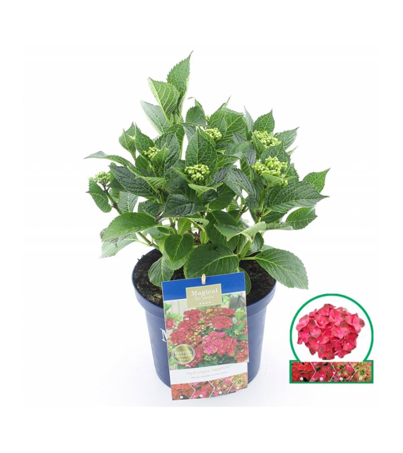 Hydrangea Macrophylla "Magical Sapphire"® boerenhortensia