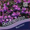 Dwerg rododendron (Rhododendron "Moerheim") heester