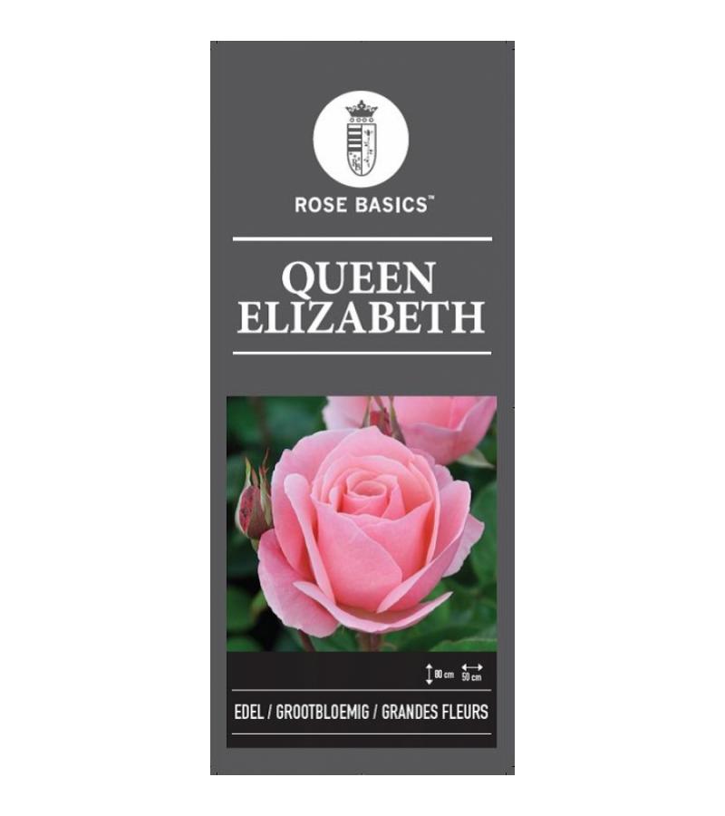 Grootbloemige roos (rosa "Queen Elizabeth")