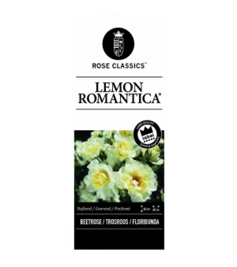 Trosroos (rosa "Lemon Romantica"®)