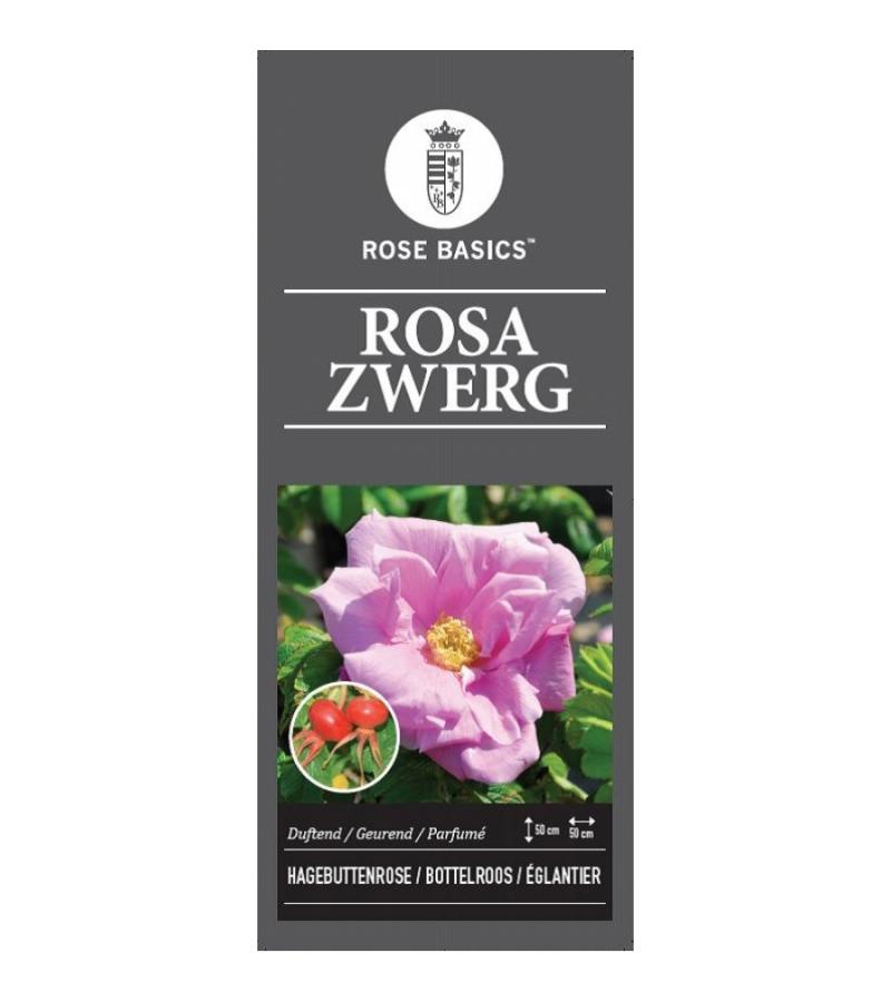 Bottelroos (rosa "Rosa Zwerg")