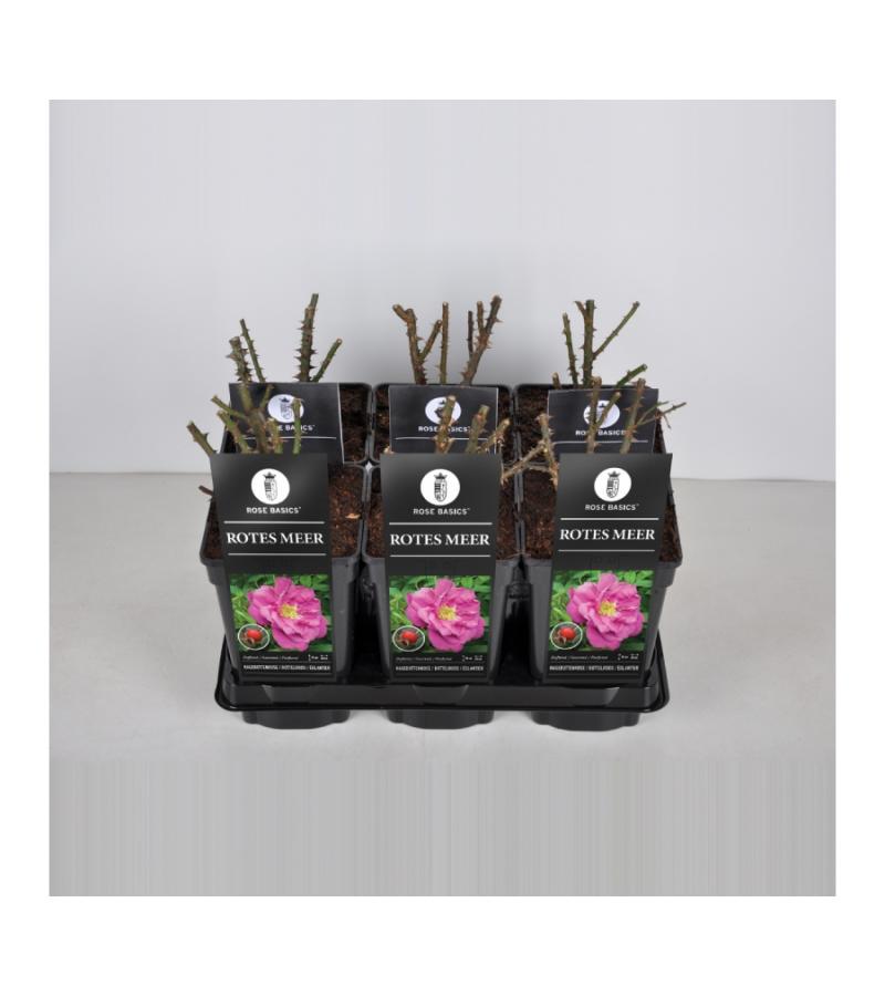 Bottelroos (rosa "Rotes Meer")