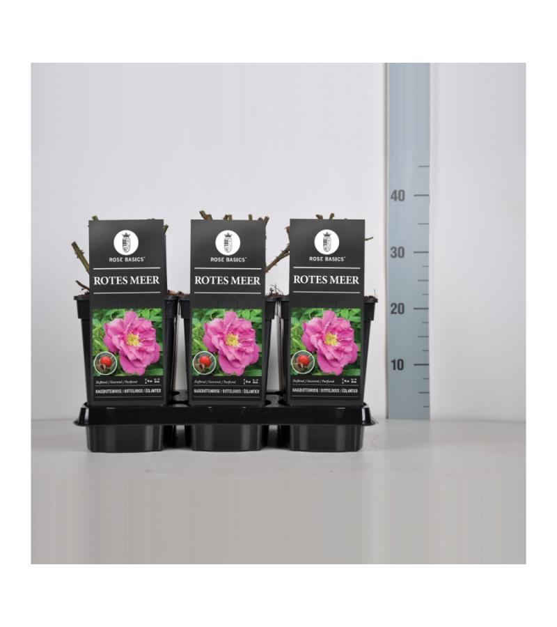 Bottelroos (rosa "Rotes Meer")