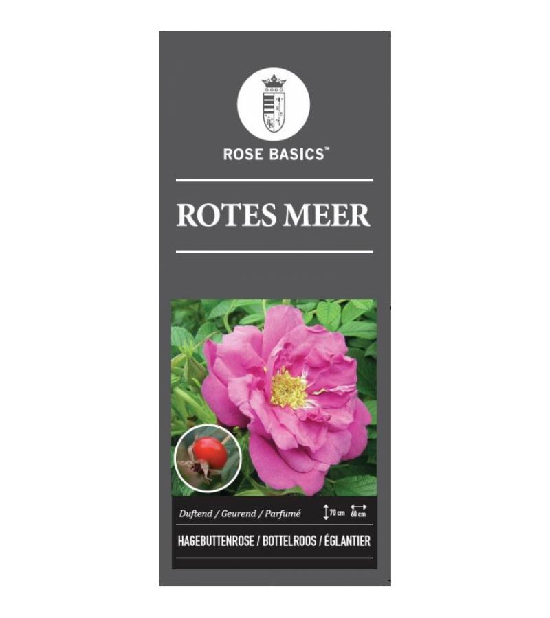 Bottelroos (rosa "Rotes Meer")