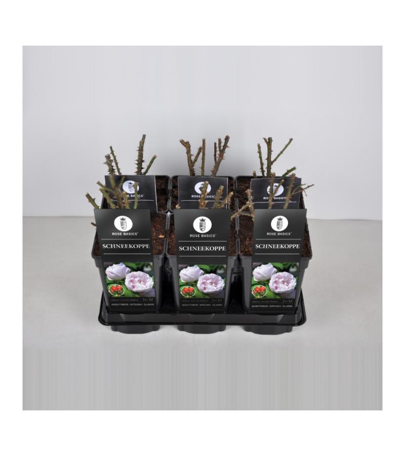 Bottelroos (rosa "Schneekoppe")