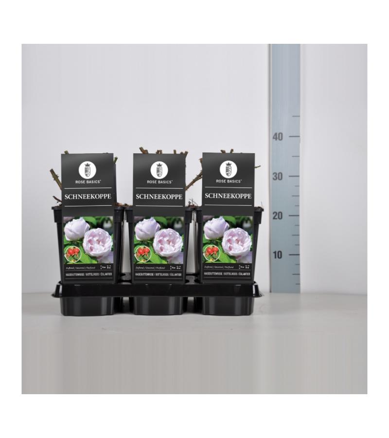 Bottelroos (rosa "Schneekoppe")