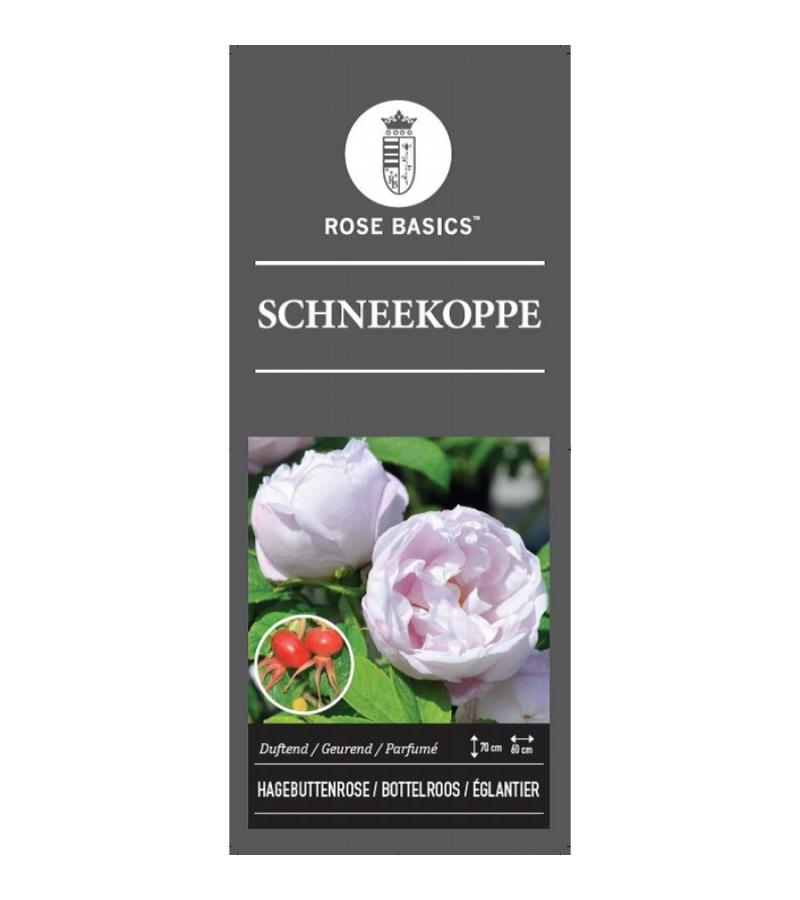 Bottelroos (rosa "Schneekoppe")