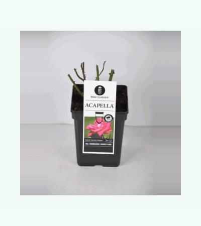 Grootbloemige roos (rosa "Acapella"®)