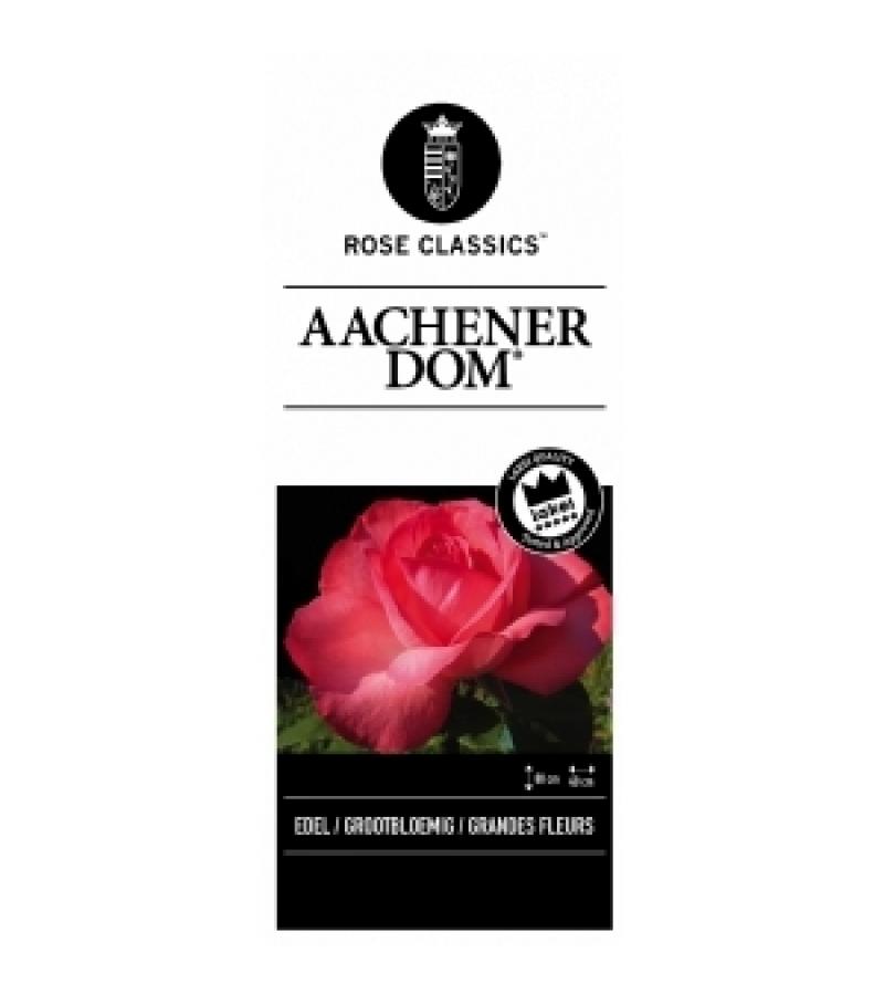 Grootbloemige roos (rosa "Aachener Dom"®)