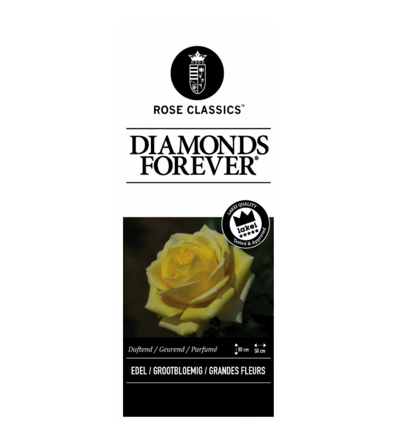 Grootbloemige roos (rosa "Diamonds Forever"®)