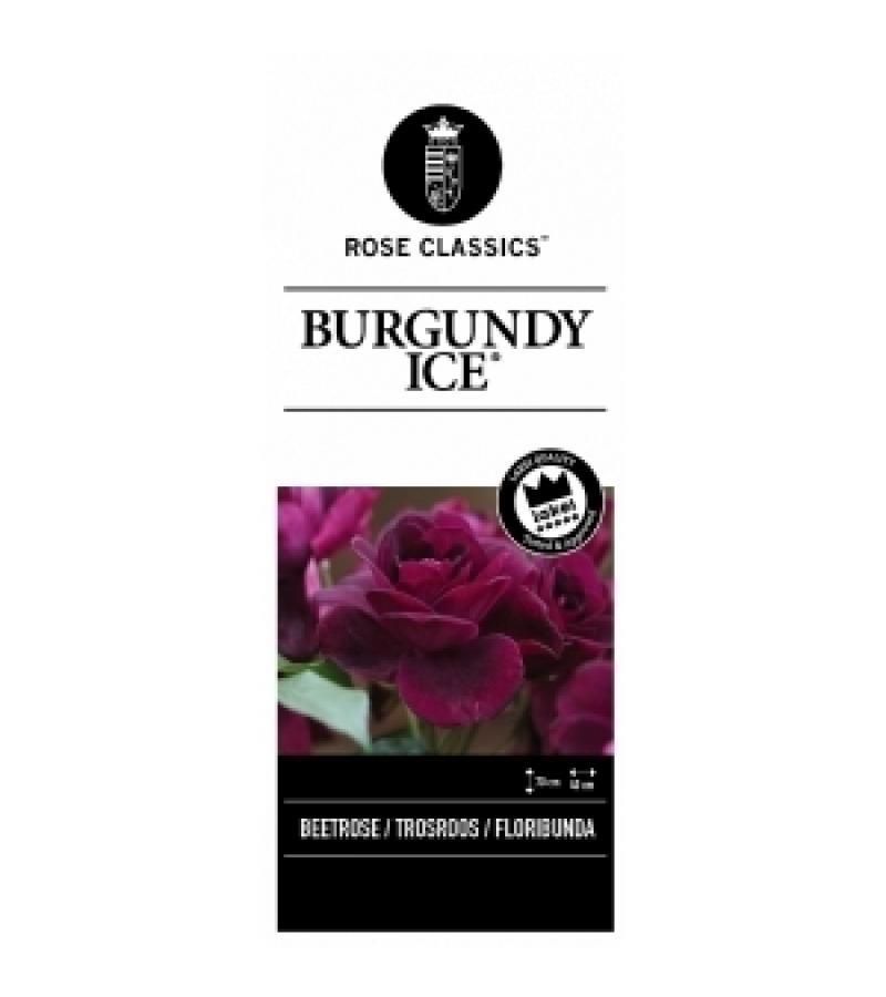 Trosroos (rosa "Burgundy Ice"®)