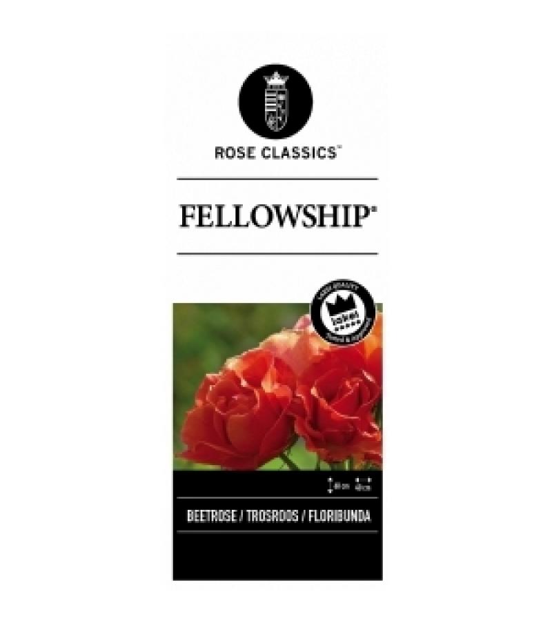 Trosroos (rosa "Fellowship"®)