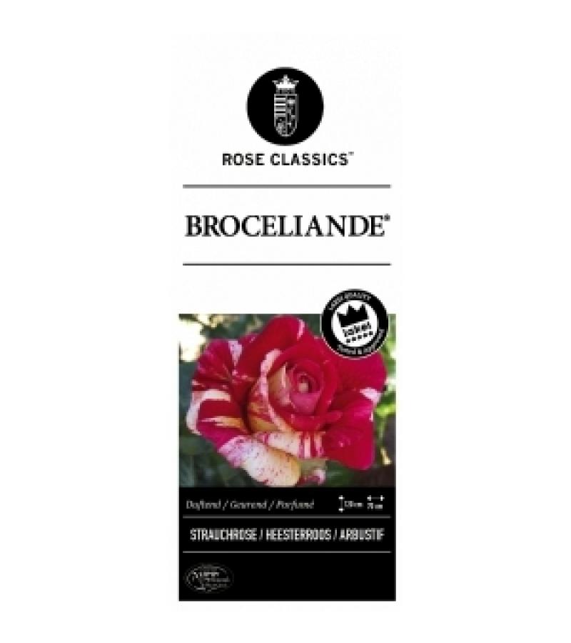 Grootbloemige klimroos (rosa "Broceliande"®)