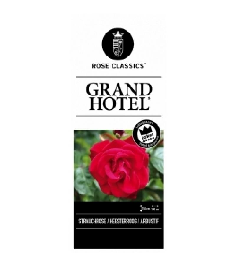 Grootbloemige klimroos (rosa "Grand Hotel"®)