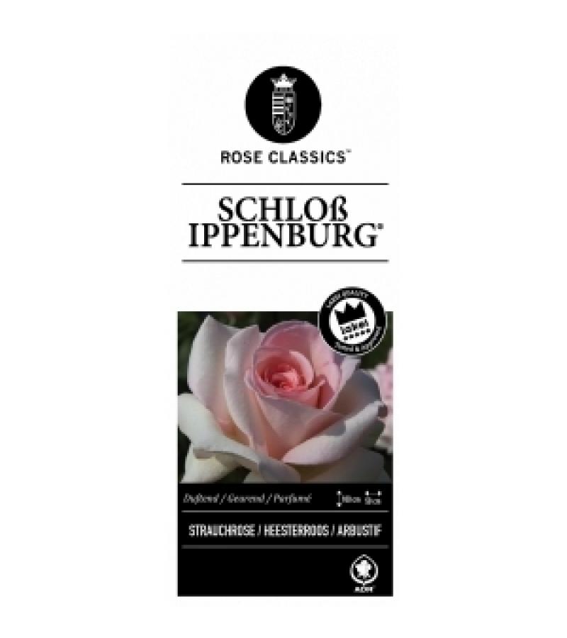 Grootbloemige klimroos (rosa "Schloß Ippenburg"®)