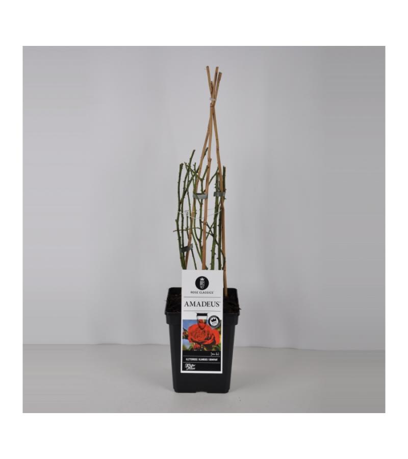 Klimroos (rosa "Amadeus"®)