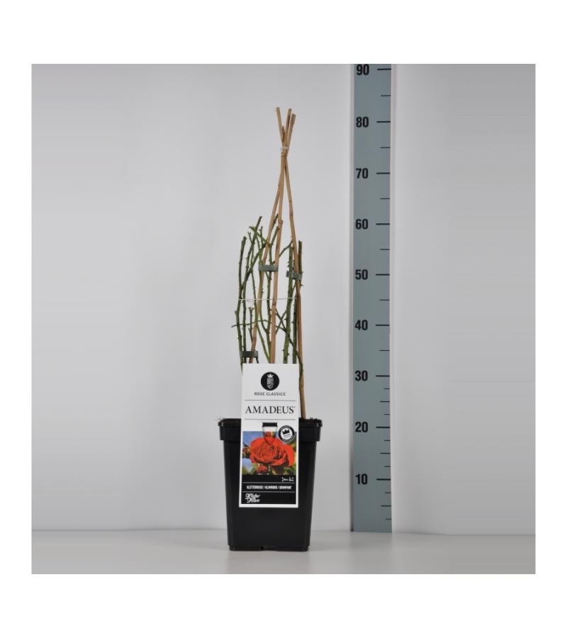 Klimroos (rosa "Amadeus"®)