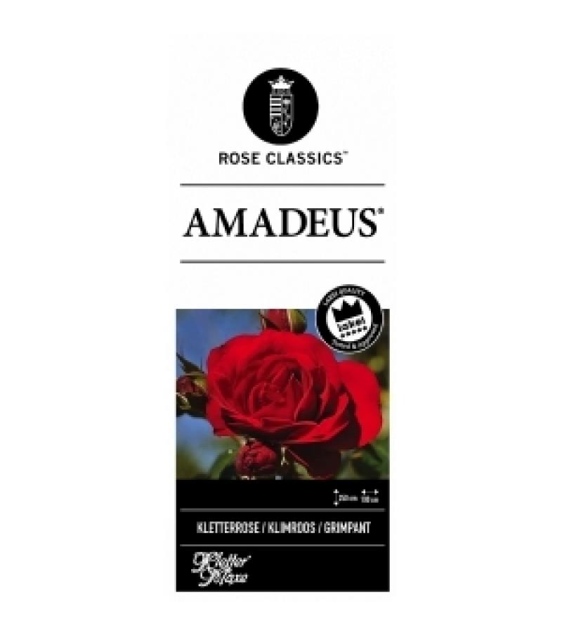 Klimroos (rosa "Amadeus"®)