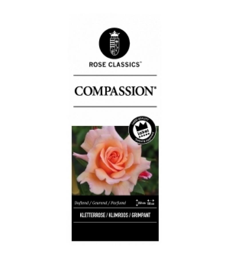 Klimroos (rosa "Compassion"®)