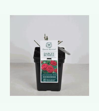 Engelse roos (rosa "Darcey Bussel"®)