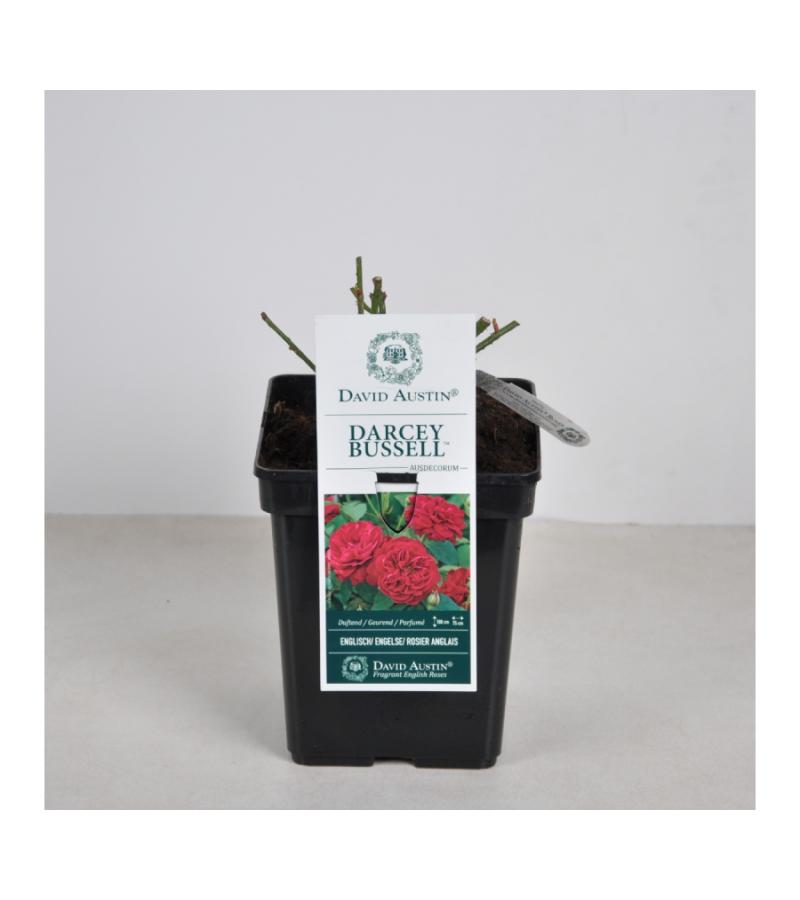 Engelse roos (rosa "Darcey Bussel"®)