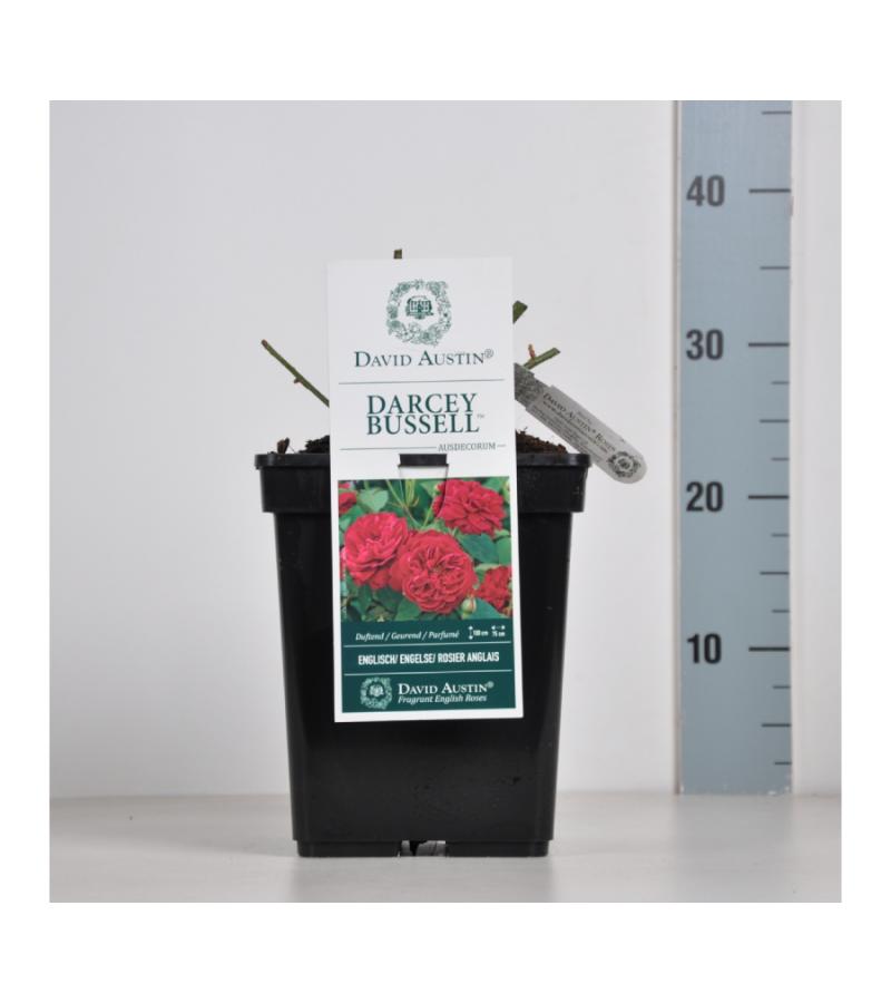 Engelse roos (rosa "Darcey Bussel"®)