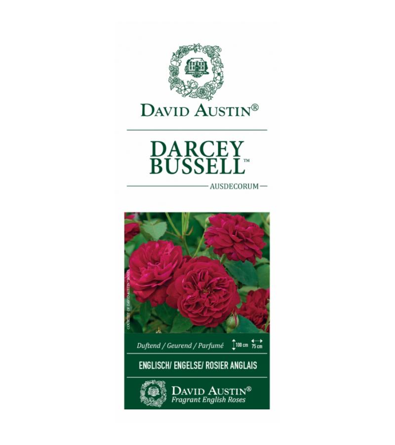 Engelse roos (rosa "Darcey Bussel"®)