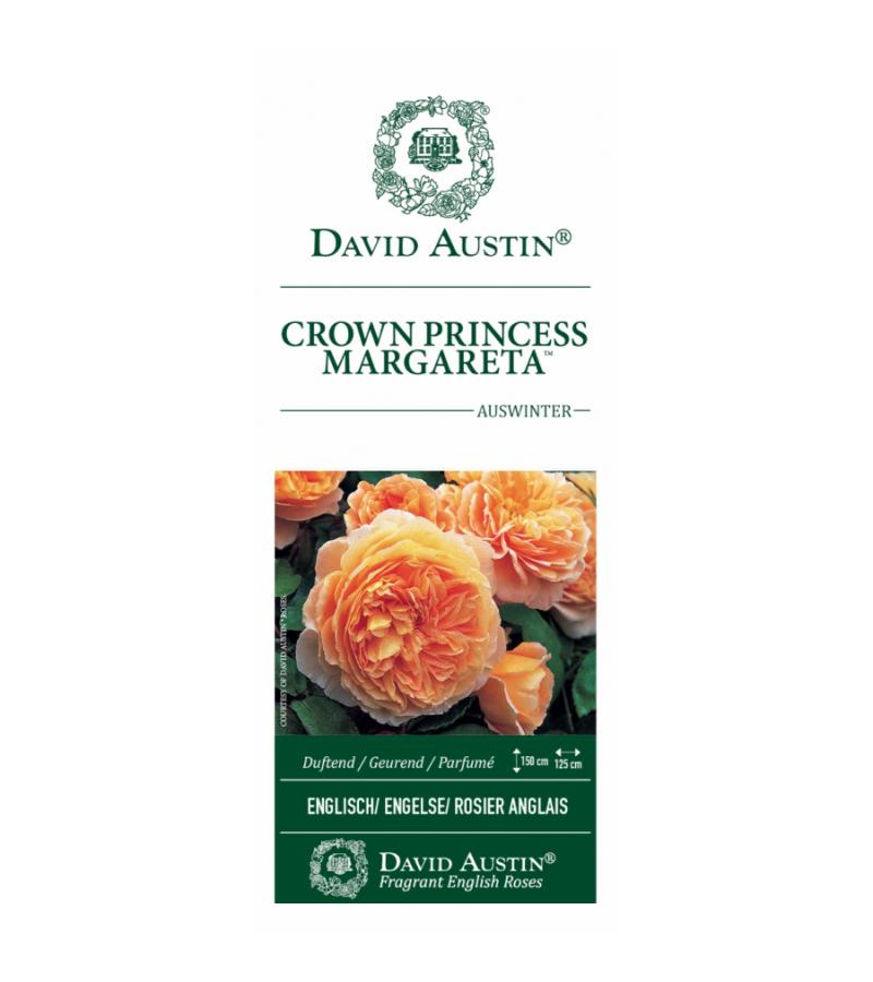 Engelse klimroos (rosa "Crown Princess Margareta"®)