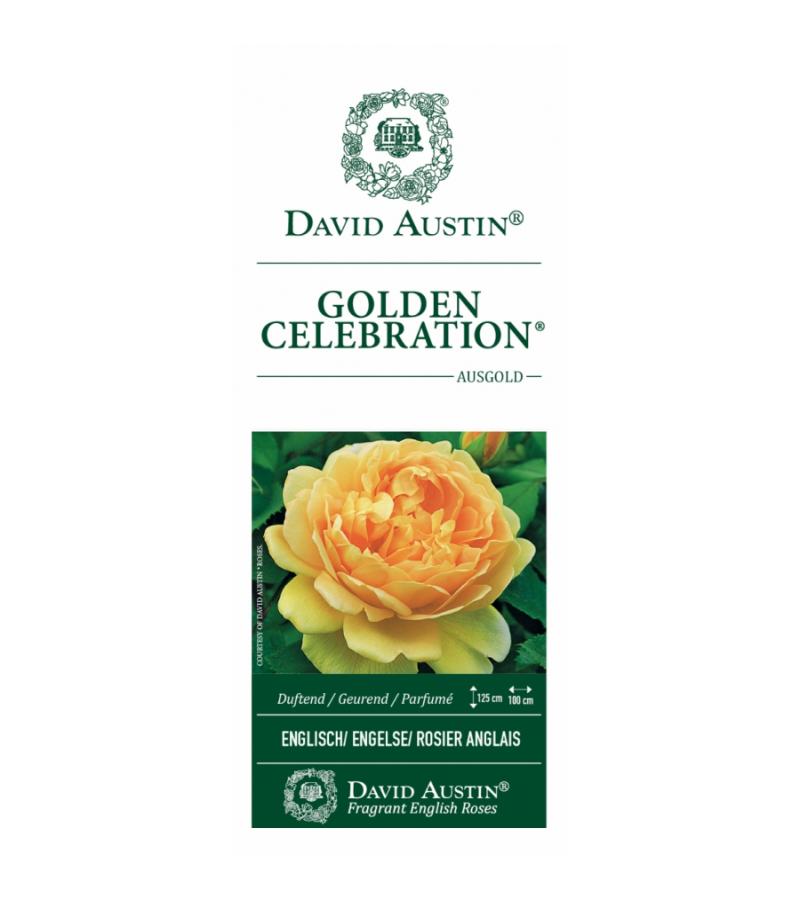 Engelse klimroos (rosa "Golden Celebration"®)